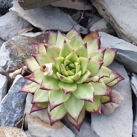 Ligurian Hideaways - De Sonnaz I * Dolcedo